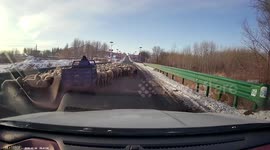 Sheepdog keeps sheep on one side of the road in Mongolia
