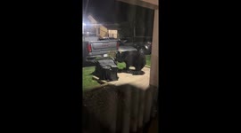 Black bear knocks over trash bin in Gatlinburg, Tennessee, USA