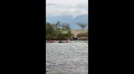 Cow surprises onlookers by swimming across river in Southeast Aceh, Indonesia