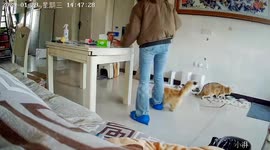 Cat defends sibling after owner accidentally steps on it in Jiangxi, China