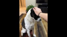 Dog gives owner an annoyed stare after being petted in Rochester, New York, USA