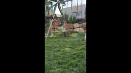 Dog grabs daughter's hair while swinging in South Jordan, Utah, USA