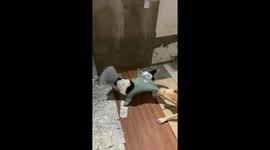 Pet dogs engage in playful scuffle in Imus, Cavite, Philippines