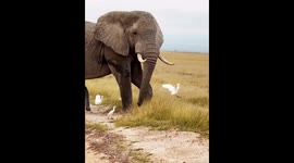 Elephant finds hilarious way to relieve an itch in Kajiado, Kenya
