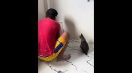 Cat intently watches painters at work in Pangasinan, Philippines