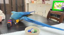 Parrot shows off clever skills matching balls and containers in Rome, Italy