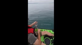 Shark steals caught fish in Napier, New Zealand