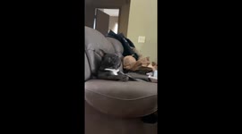 Dog ignores owner’s call with serious face in Grand Rapids
