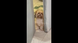 Dog stares through slightly open door in Muntinlupa