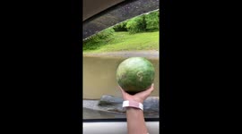 Visitor misses throw, fruit lands on hippo's mouth at Bogor Safari Park