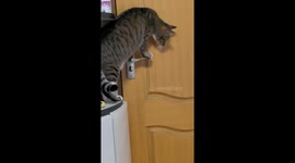 Cat unlocks and opens door by itself in Shaanxi, China