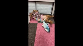 Dog imitates fish toy's rocking motion in Osaka, Japan