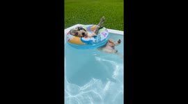 Dog enjoys relaxing in pool float in Pilar Partido, Argentina