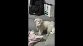 Dog in South Korea eats owner's chips and burps