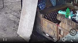 Dog escapes and frees others from nipa hut in Cauayan, Isabela, Philippines