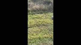 Armadillo startled by fart sound runs away in Fort Meade, Florida, USA
