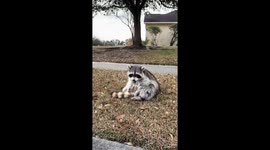 Raccoon rescued from roadside in Savannah, Georgia, USA