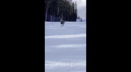 Deer hops through snow at Nakiska Ski Area in Canada
