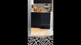 Miniature Dachshund helps himself to toy