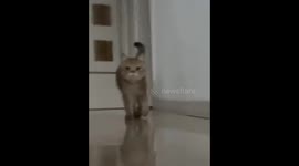 Cat prepares to pounce in video from Heilongjiang