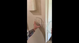 Man's attempt to catch a spider fails hilariously in Victoria, Australia