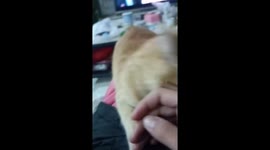 Cat’s surprise after attempting to bite owner in Yunnan, China