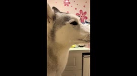 Husky howls in Hubei, China