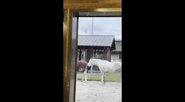 Horse hilariously bites off another's horsecloth in Šamorín, Slovakia