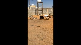Goats jump over gate, one left confused in Saudi Arabia