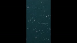 Unbelievable sight of mega pod of 1,500 dolphins in Monterey, California, USA