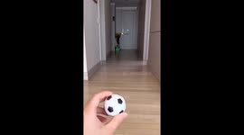 Dog chases ball but brings back a shoe