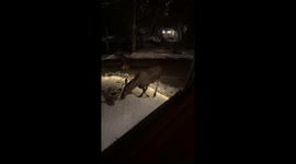 Moose calf slides down ice while mother watches
