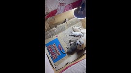 Dog adopts rat beside its puppies in Cabanatuan, Philippines