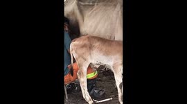 Cow kicks person while being milked in Confresa, Brazil