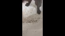 Dog rescued in Nassau, The Bahamas, after being dumped with fleas