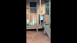 Silkie shakes its head like rock 'n' roll in Perth, Australia