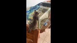 Kitten intently watches fish in aquarium in Spartanburg, South Carolina, USA