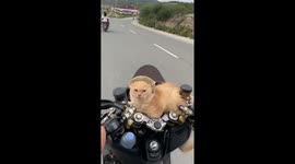 Cat on motorbike gets blown by the wind in Palu, Indonesia