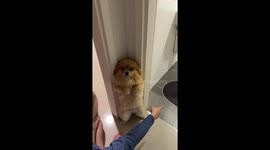 Dog acts cute while being scolded in Bangkok, Thailand