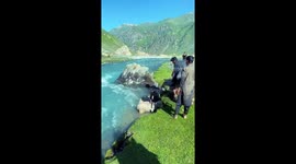 Nomads bathe sheep in the river in Kashmir, India