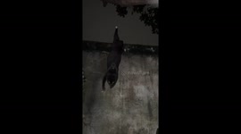 Cat rescued after getting stuck hanging on a tree in Medan, Indonesia