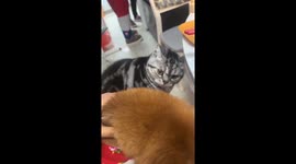 Cat’s intense glare makes dog avoid eye contact in Yunnan, China
