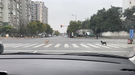 Two dogs stare at each other at Sichuan intersection