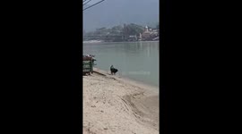 Drunk man provokes bull and gets knocked into river in Rishikesh