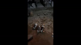 Duck enjoys watching lunar new year fireworks in Guangzhou, China