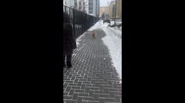 Dog walks on two front legs like an acrobat in Tyumen, Russia