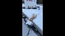 Dog refuses to move in snow on Boston street