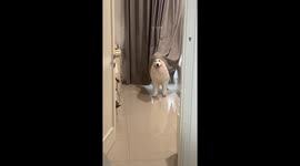 Dog stands frozen like a statue in Tangerang, Indonesia