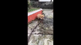 Cat plays with water from a hose in Sichuan