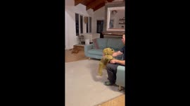 Dog gets jealous of fake dog in Picture Butte, Alberta